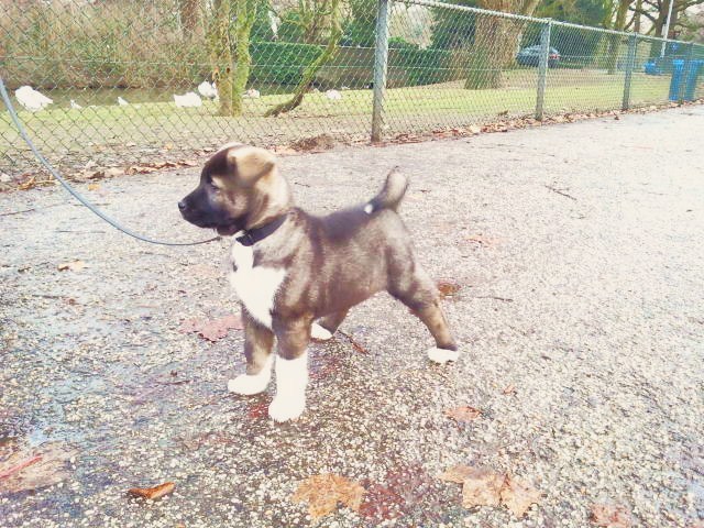 vandaag met gysmo gaan wandelen veel socilisatie gedaan met hem.
9,5 week

dieren en mensen heeft hij weer gezien.
lekker in het Park gewandelt
