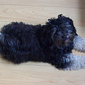 Dit is Bo.
Onze ondeugende maar o zo lieve hond. ze is van 10-07-2008 en is een kruizing maltezer/shih tzu