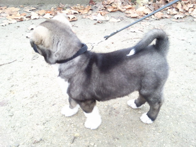 wandeling langs eendjes en intresante blaadjes op de grond die bewegen lol lol