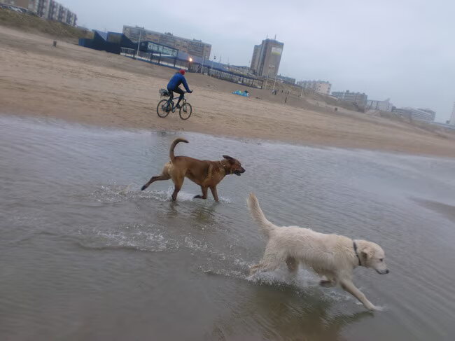 Foto van patricia,  *Spikey* Nino & Lola