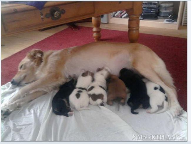 Rexi. De moeder van Darcy en Gera. Hier samen met hun andere broertjes en zusjes.