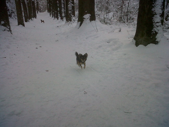 Lekker rennen in het bos