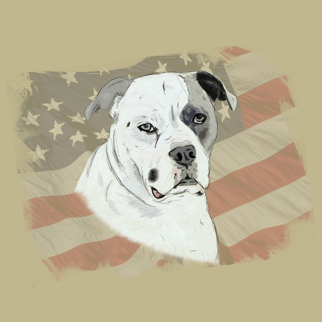 Tekening van een Amerikaanse Bulldog