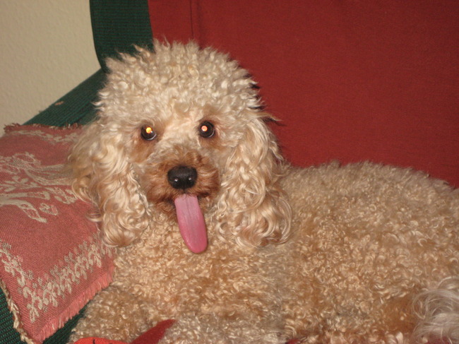 Sammy G gaat meedoen aan de langste tong van Nederland wedstrijd