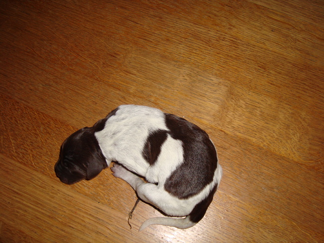 Puppie 1
Geboren: 16-01-11
Gewicht: 431 gr.
Meisje
Uur: 00.57
