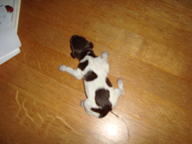 Puppie 2
Geboren: 16-01-11
Gewicht: 310 gr.
Meisje
Uur: 01.08
