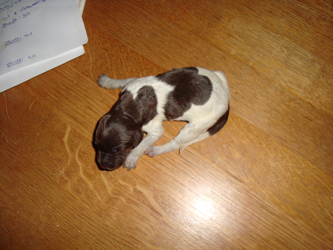 Puppie 5
Geboren: 16-01-11
Gewicht: 338 gr.
Meisje
Uur: 03.35 
