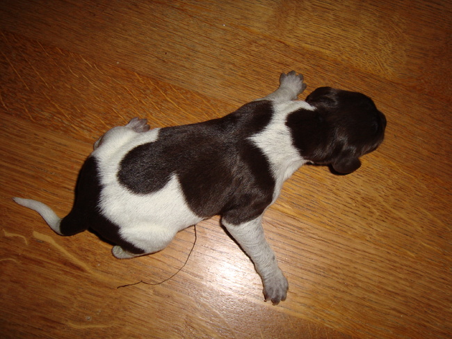Puppie 6
Geboren: 16-01-11
Gewicht: 419 gr.
Manneke
Uur: 06.34
