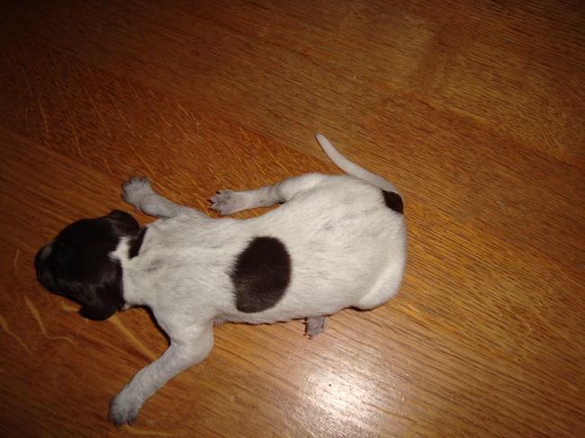 Puppie 7
Geboren: 16-01-11
Gewicht: 361 gr.
Manneke
Uur: 09.40 
