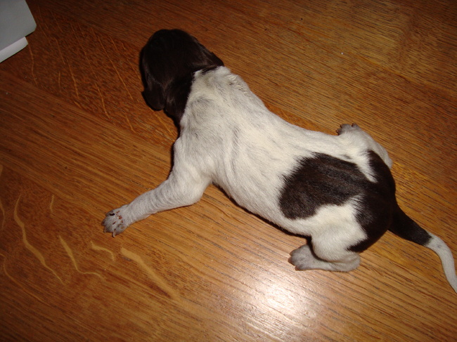 Puppie 9
Geboren: 16-01-11
Gewicht: 412 gr.
Manneke
Uur: 15.57 
