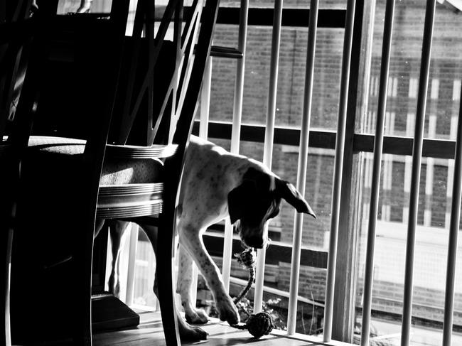 spelen met mijn bal touw