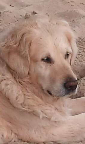 Anouk, Golden van bijna 11 jaar. Lief gevoelig en `n hoge aaibaarheids…