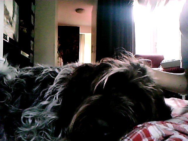 Fester houd ok zo van relaxen met z'n kop op mijn been