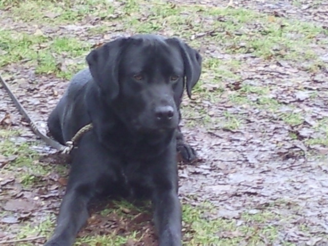 Winterwandeling 8 januari 2011 in cromvoirt
hele gezellige dag 3 uur wandelen in de bossen,nadien met ze allen een warme hap eten.