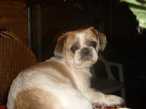 dit is nikita.
en nikita heeft een hartje op haar hoofd leuk he~!!