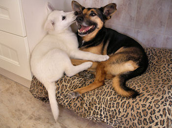 Stieken bij Kwinsy in de mand