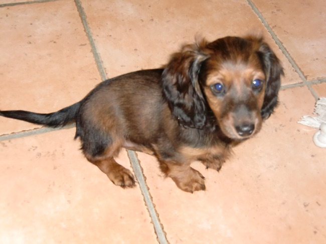 Eindelijk, ze is bij ons. Bijna 9 weken.