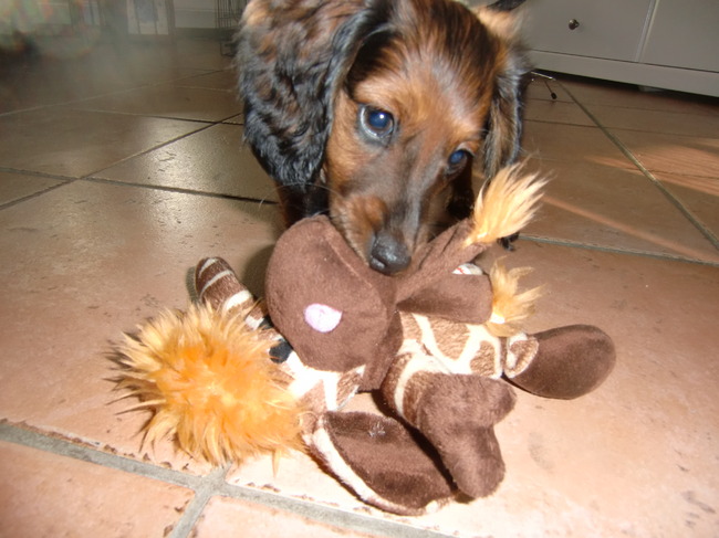Een van haar favoriete speeltjes.
Soort giraf met 6 poten.