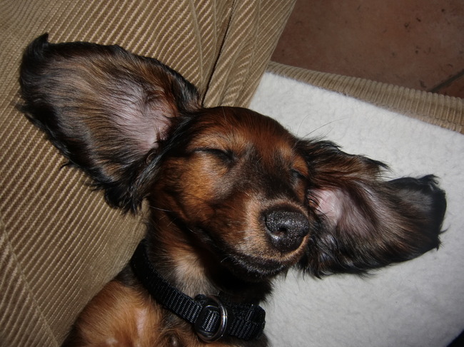 Ik ben een vleermuis (maar niet heus).