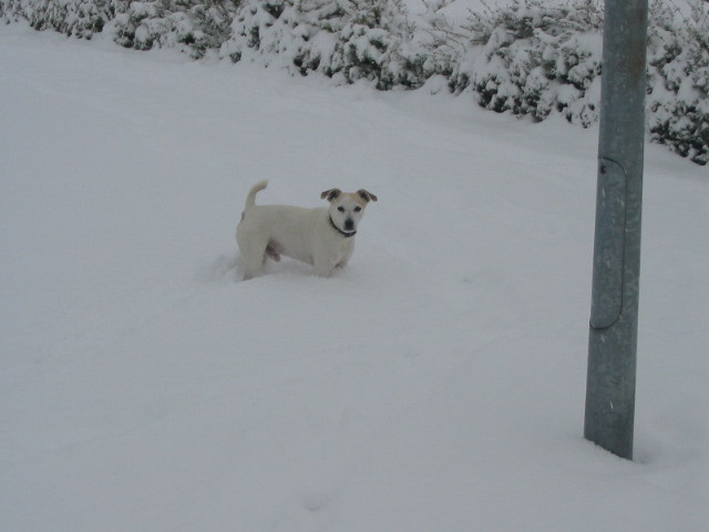 Bobby in de sneeuw