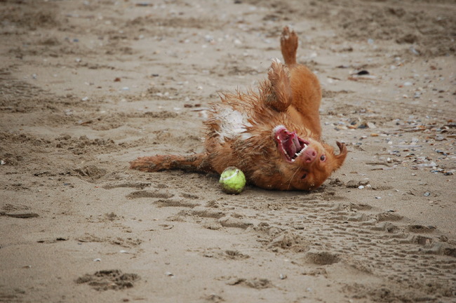 Na het water lekker ranzig doen in het zand