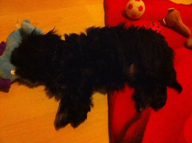 spike aan het slapen