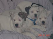 Kids papa Chinouck en Mama Delgado