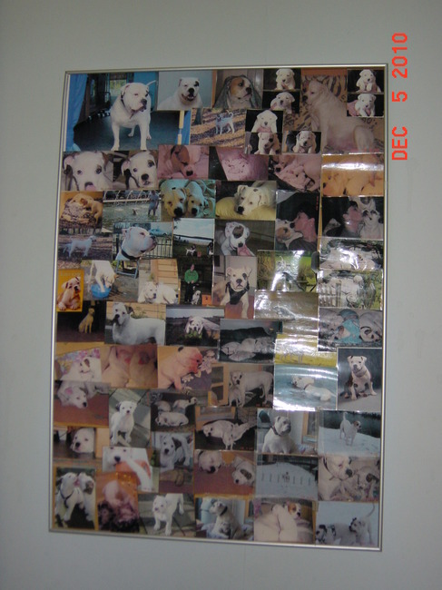 Alle pups Mama Delgado en Papa Chinouck