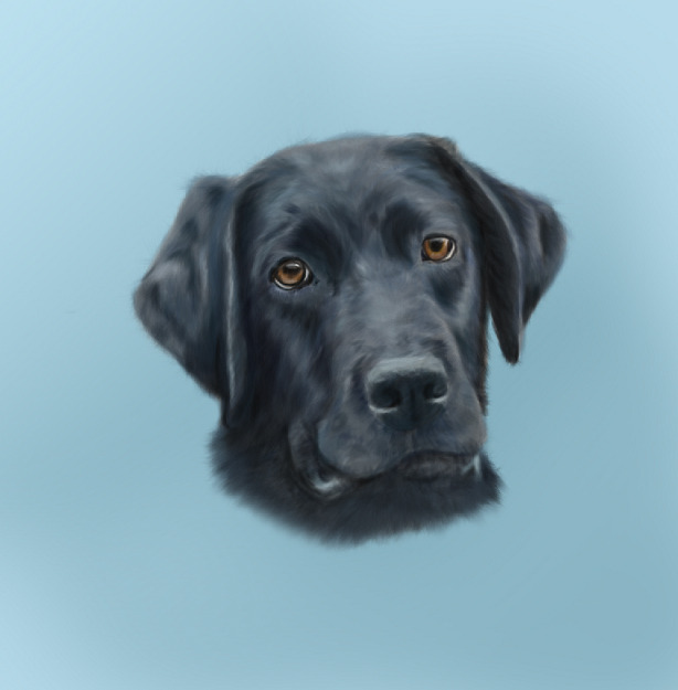 Labrador Bowie