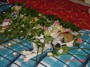 Overlijden Mama Delgado 2009