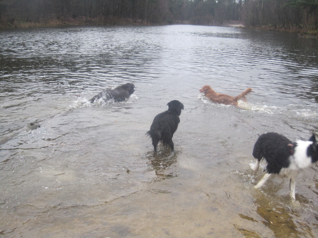 ook hier waren wat honden aan het zwemmen bij de drunense duinen