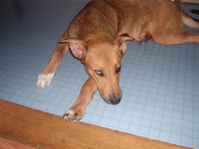 Mila's eerste foto bij ons thuis.Ze was er al 2 dagen.