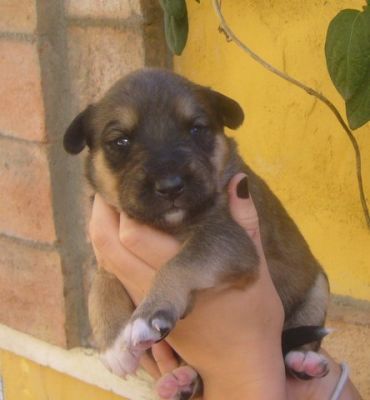 Mila kleintje in Spain.