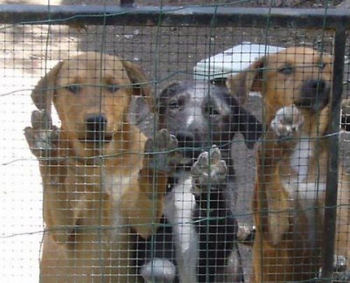 Laska,Macho & Mila in Spanje.