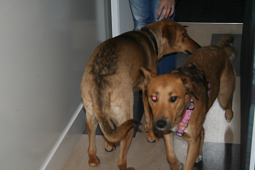 Mila ontmoet ook zus Laska weer na een paar maanden.