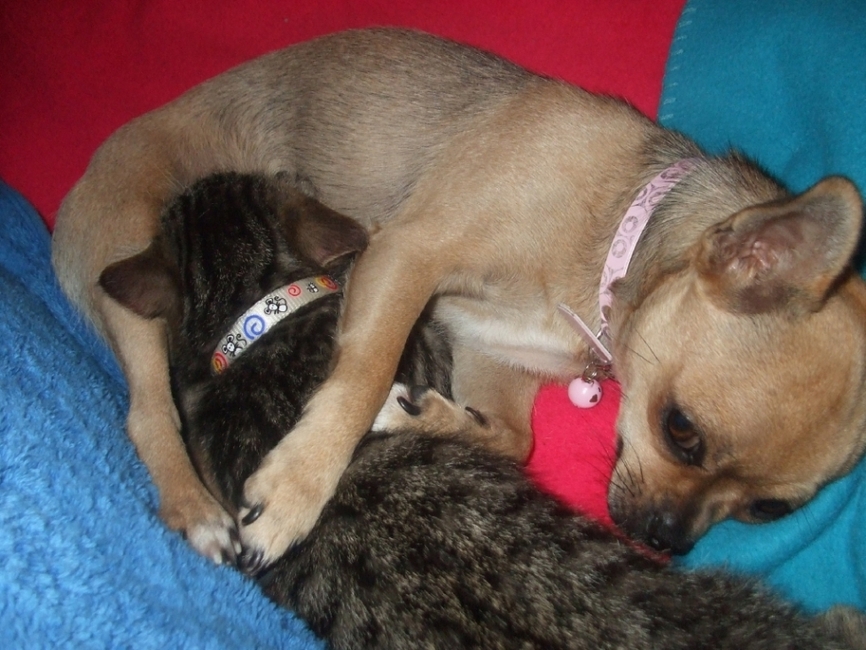 Lunaa en Sweety ! jaa jaa je ziet het goed, Sweety zuigt aan de tepels van Luna !