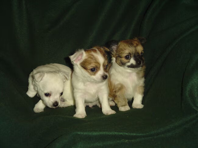 wij zijn nu 5weken oud en geboren in the house of chihuahua als er…