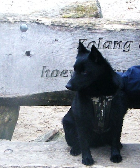Joep moet even uitrusten van het rennen