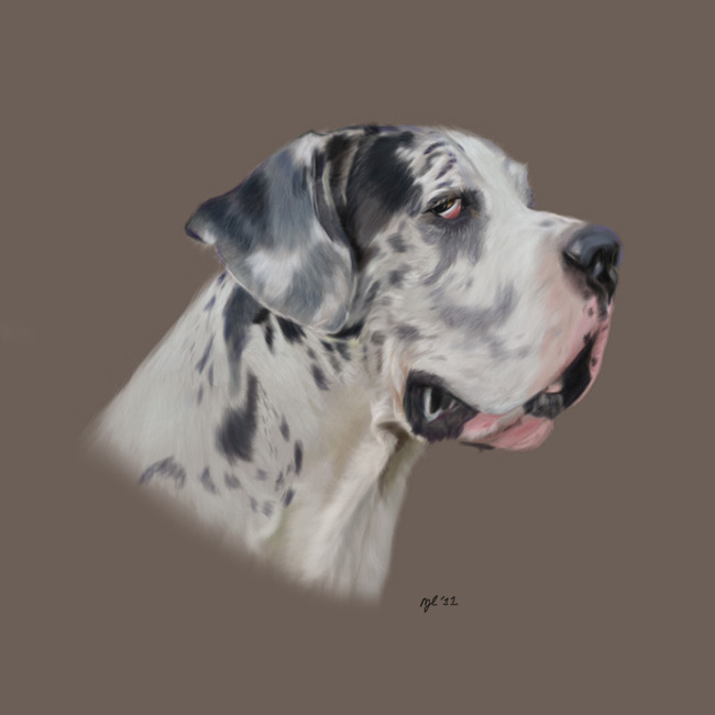 Duitse Dog Aiko in de maak