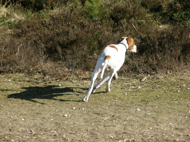 nog een beetje heen en weer rennen