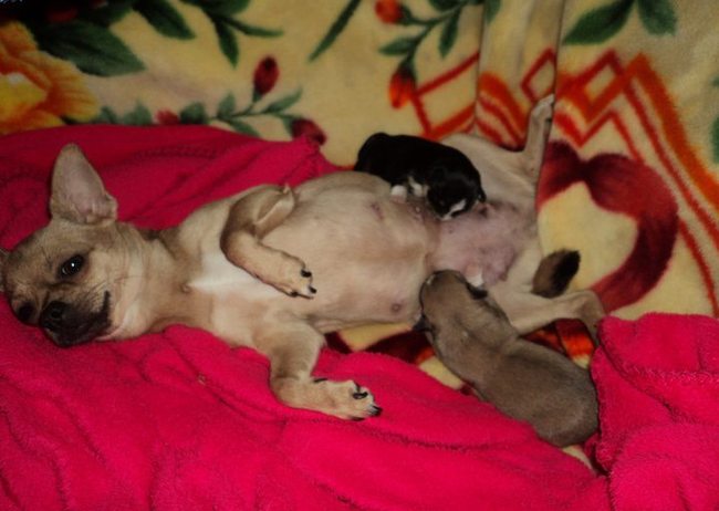 Nieuwe foto's  ! Pups zijn 1 week :) 