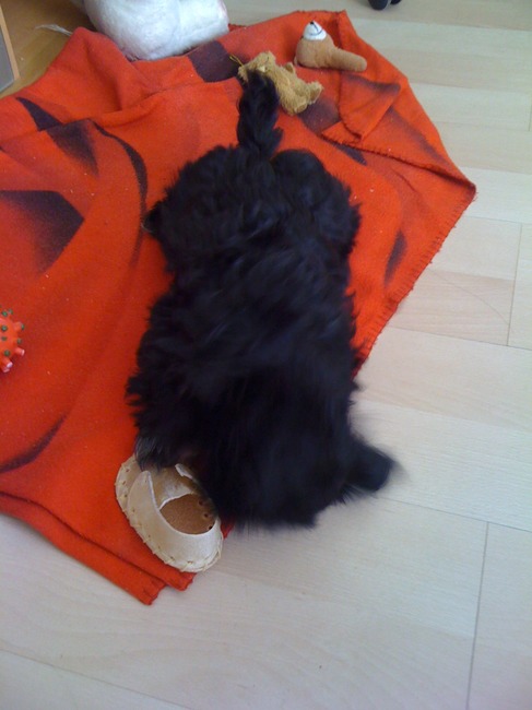 spike met zijn schoentje