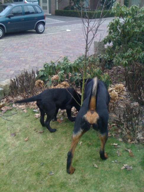 Onze Bo en haar buurjongen Diesel, elkaars beste vriendjes!