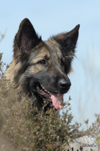 nog een mooie shiloh O-)