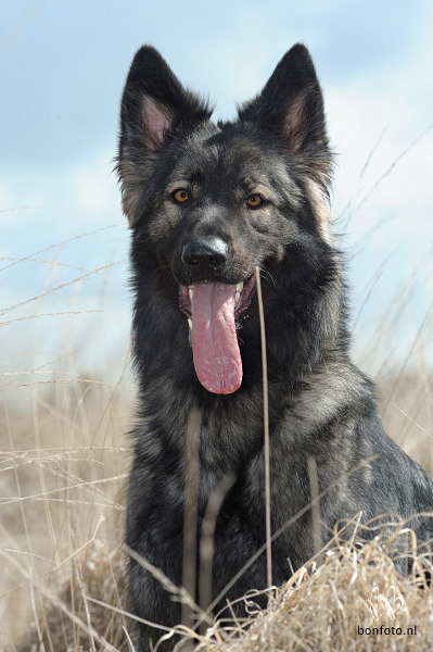 IK WIL HEM HEBBEN!!!!! haha ;)