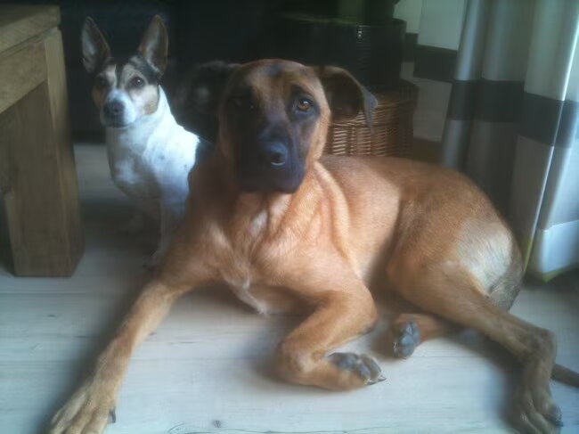 Denzel en Dixie maatjes voor het leven!