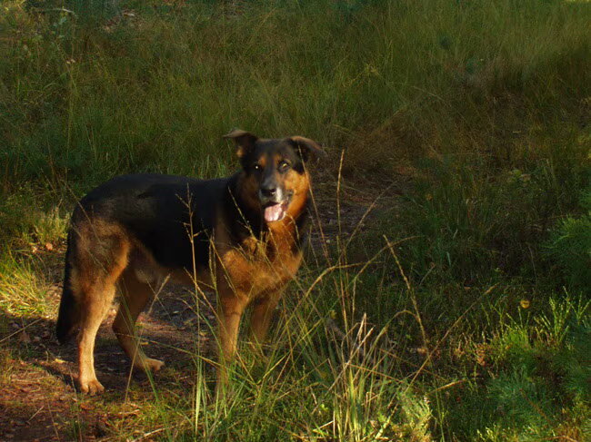 Foto van Vrouwtje van Denzel en Diva (R.I.P. Dixie)