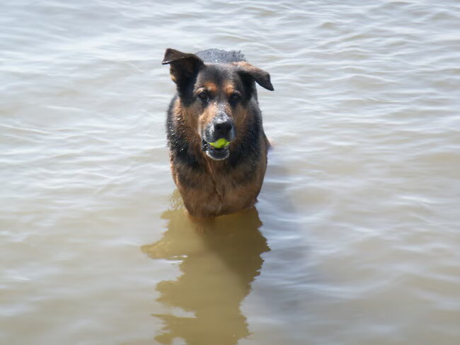 Foto van Vrouwtje van Denzel en Diva (R.I.P. Dixie)