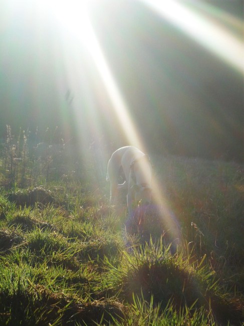 daar loert ie naar me tussen de zonnestralen.
