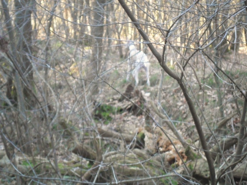 hij raak 'n beetje verdwaalt zal hem snel roepen..